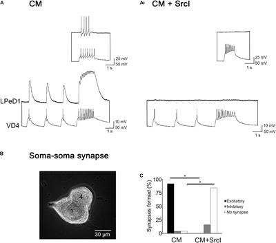 Src Family Kinases Play a Role in the Functional Clustering of Central Postsynaptic Nicotinic Acetylcholine Receptors